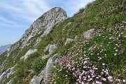 31 Gipsofila strisciante (Gypsophila repens) con vista in cima Corna Piana